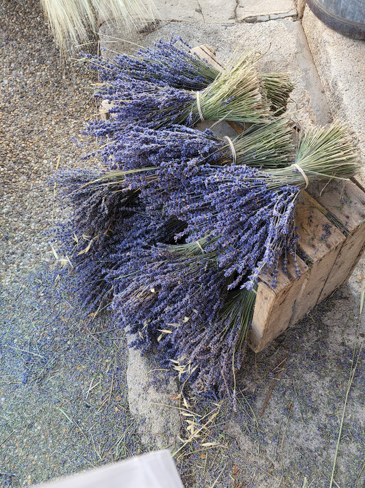 Why Lavender is More Than Just a Pretty Scent