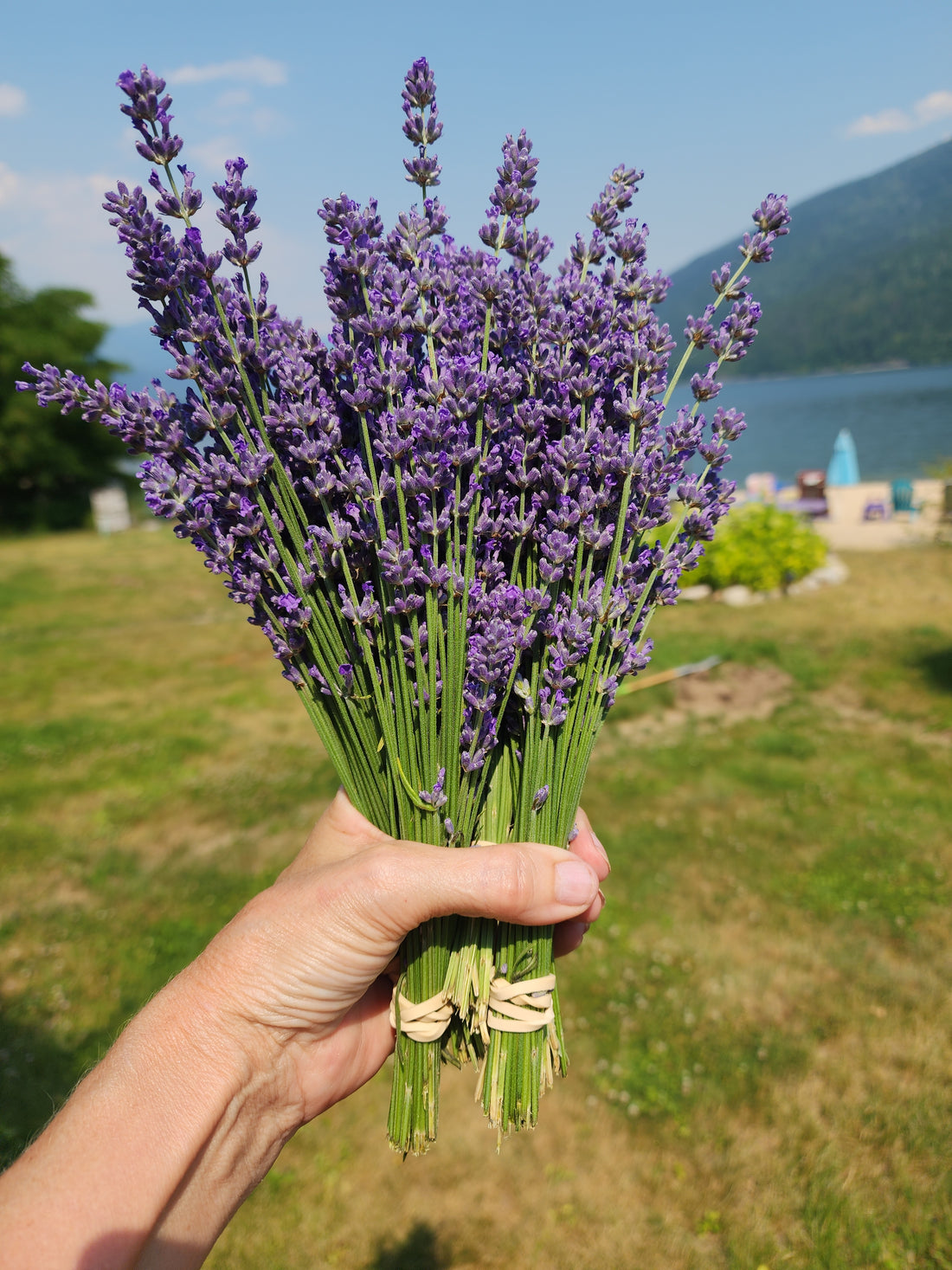 Exploring the Varieties of Lavender: Discover the Diversity of Nature’s Purple Treasure