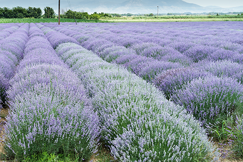 The History of Lavender - Part 1